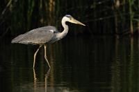 4095 Ardea cinerea (Airone cenerino)